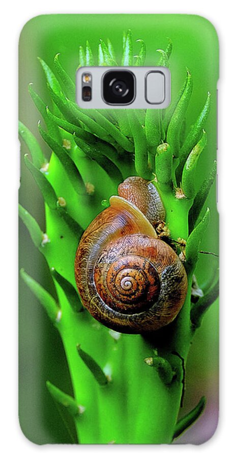 Snail Galaxy Case featuring the photograph Snail on Cactus by Constance Lowery