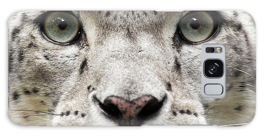 Snow Leopard Galaxy Case featuring the photograph Snow Leopard Close Up Uncia Unc by Andyworks