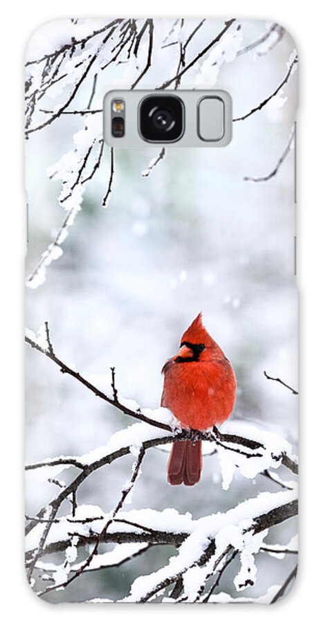 Cardinal Galaxy Case featuring the photograph Snowstorm in Virginia by Rachel Morrison