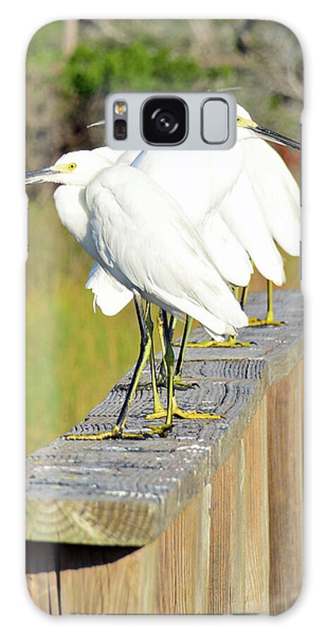 Birds Galaxy S8 Case featuring the photograph Snowy Egrets Eyeballing a Marsh on Jekyll Island by Bruce Gourley
