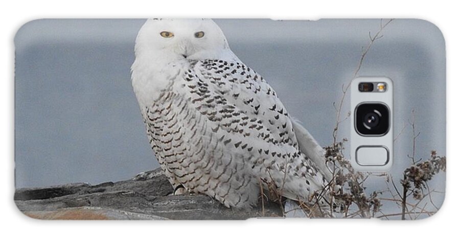 Snowy Owl Galaxy Case featuring the photograph Snowy Owl on Rocks by Elaine Franklin