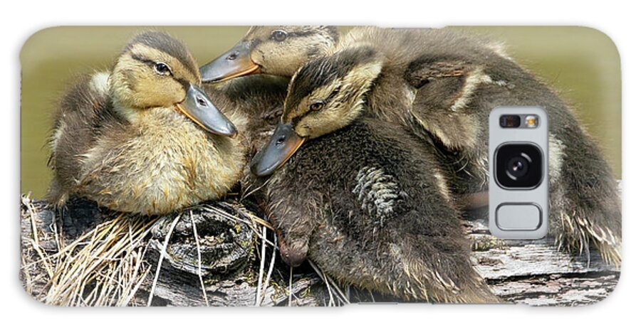 Duck Galaxy Case featuring the photograph Snuggle Time by Art Cole