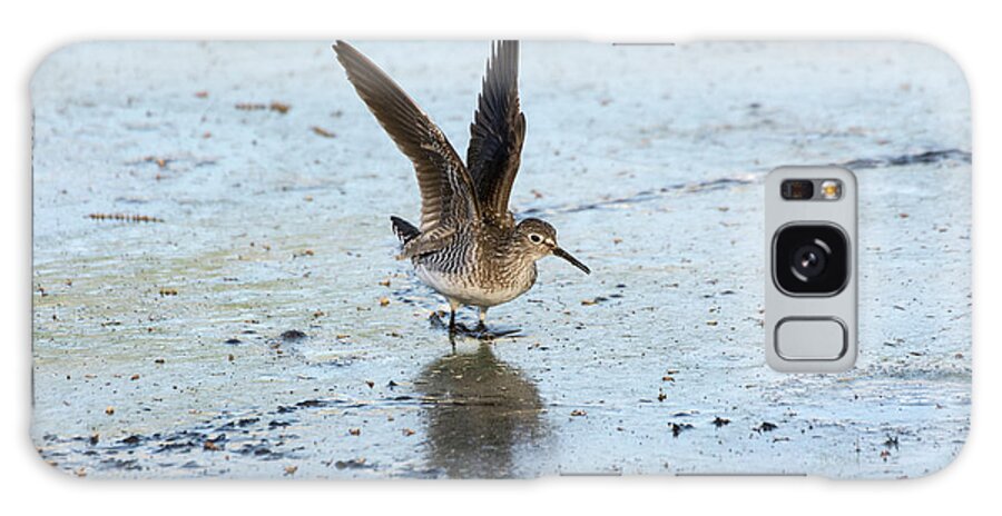 Solitary Sandpiper Galaxy Case featuring the photograph Solitary Sandpiper with Wings Extended by Ilene Hoffman