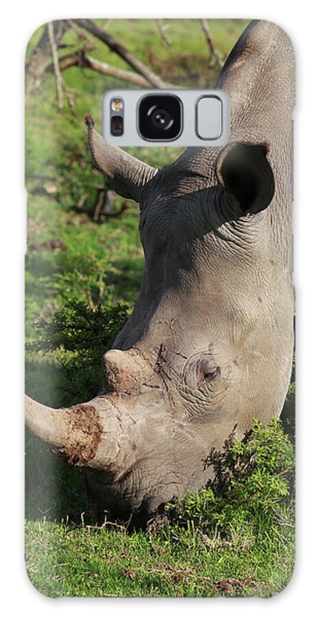 South Africa Galaxy Case featuring the photograph South African White Rhinoceros 025 by Bob Langrish