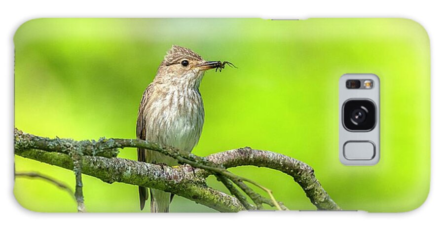 Bird Galaxy Case featuring the photograph Spotted Flycatcher by Bob Gibbons/science Photo Library