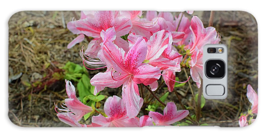 Azalea Galaxy Case featuring the photograph Spring Azaleas in Pink by Nicole Lloyd