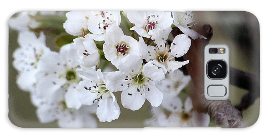 Cherry Blossoms Galaxy Case featuring the mixed media Spring Blooms I by Karen Williams
