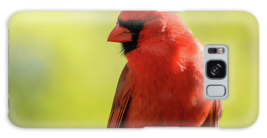 Red Galaxy Case featuring the photograph Spring Cardinal by James Canning