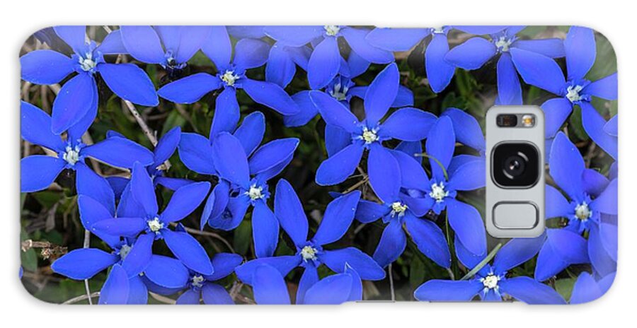 Plantlife Galaxy Case featuring the photograph Spring Gentian (gentiana Verna) by Bob Gibbons/science Photo Library