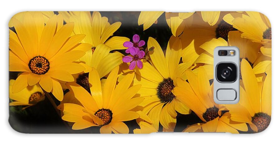 African Daisies Galaxy S8 Case featuring the photograph Spring in the neighborhood by Helen Carson