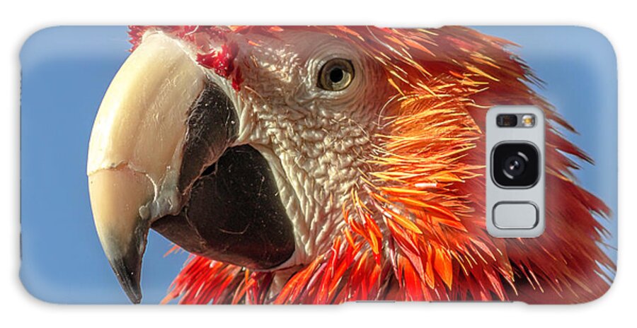 Arizona Galaxy Case featuring the photograph Squawk by Darrell Foster