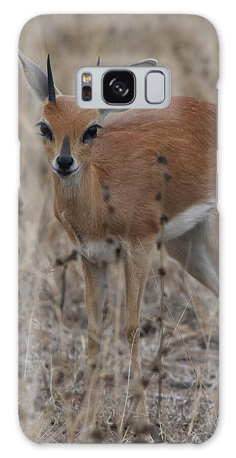 Steenbok Galaxy Case featuring the photograph Steenbok, Kruger National Park by Ben Foster