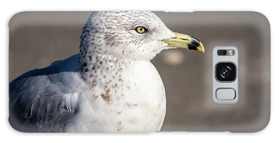 Cherry Grove Beach Galaxy Case featuring the photograph Stripe Billed Gull portrait by Gary E Snyder