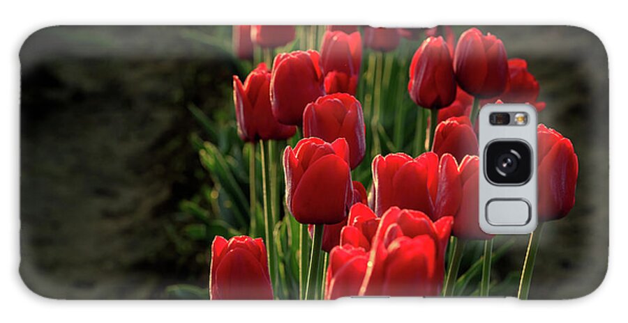 Tulip Galaxy Case featuring the photograph Strokes of Red by Beve Brown-Clark Photography