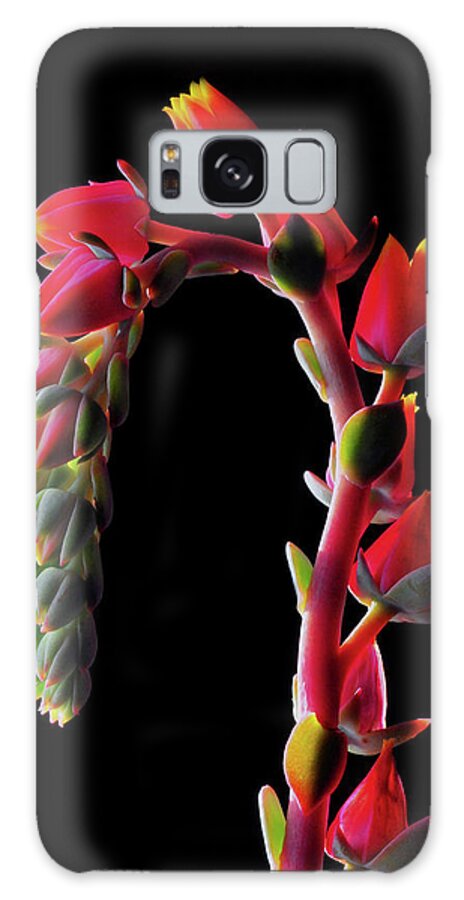 California Galaxy Case featuring the photograph Succulent Question Mark by Bill Gracey