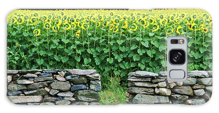 Stone Wall Galaxy Case featuring the photograph Sunflower Field by Kenwiedemann