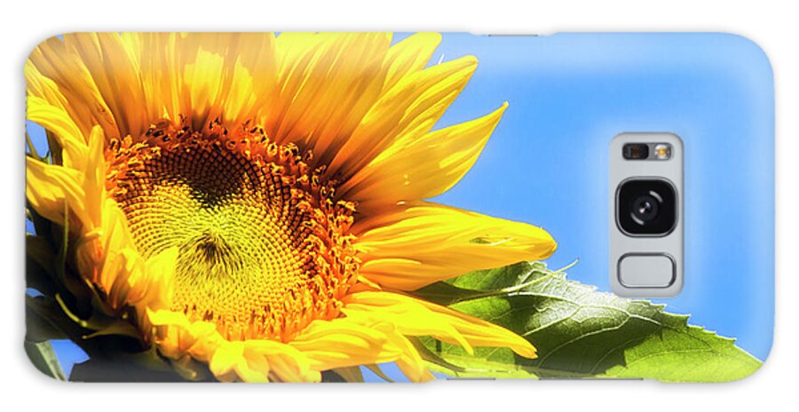 Sunflowers Galaxy Case featuring the photograph Sunflower And Sky by Christina Rollo