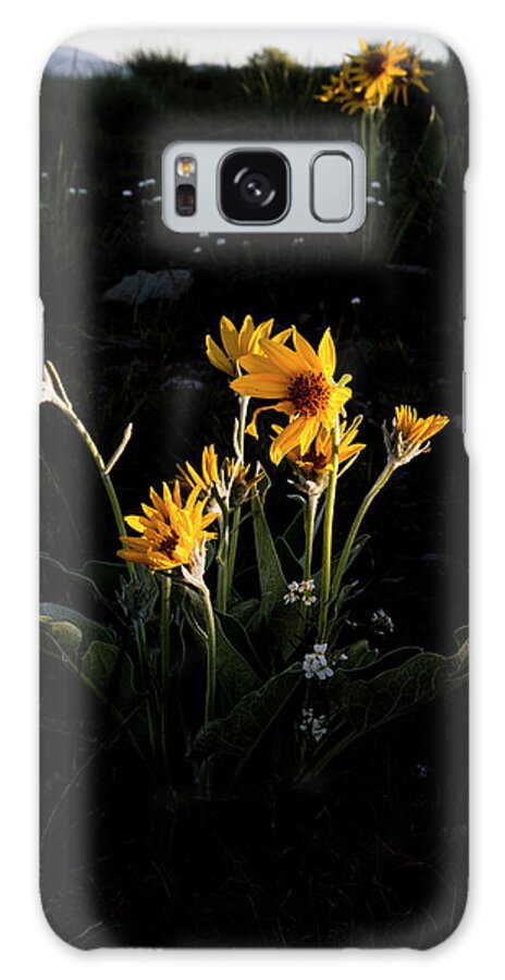 Missoula Galaxy Case featuring the photograph Sunrise Illuminates Arrowleaf Balsamroot Flowers On Mount Sentinel by Cavan Images