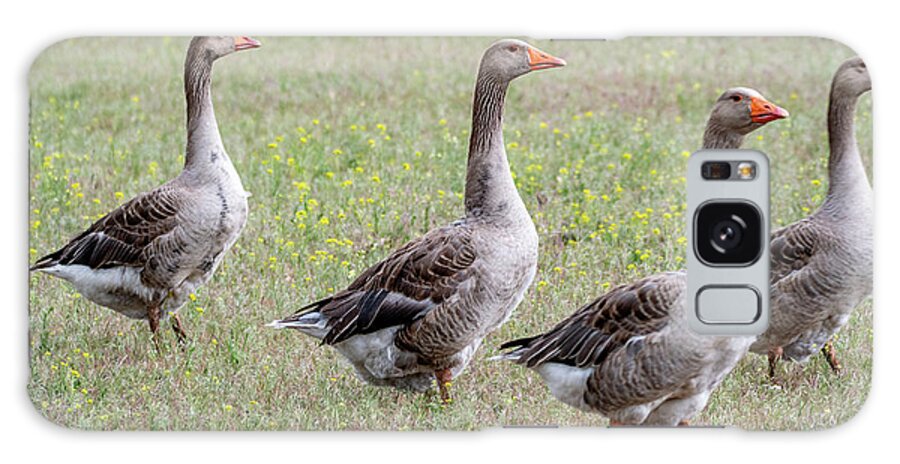 Domestic Gray Goose Galaxy S8 Case featuring the photograph The Goose Squad Quad by Marcy Wielfaert