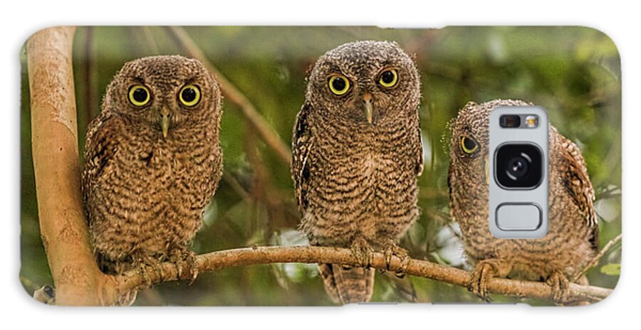 Screechowlets Galaxy Case featuring the photograph The Three Amigos by Justin Battles