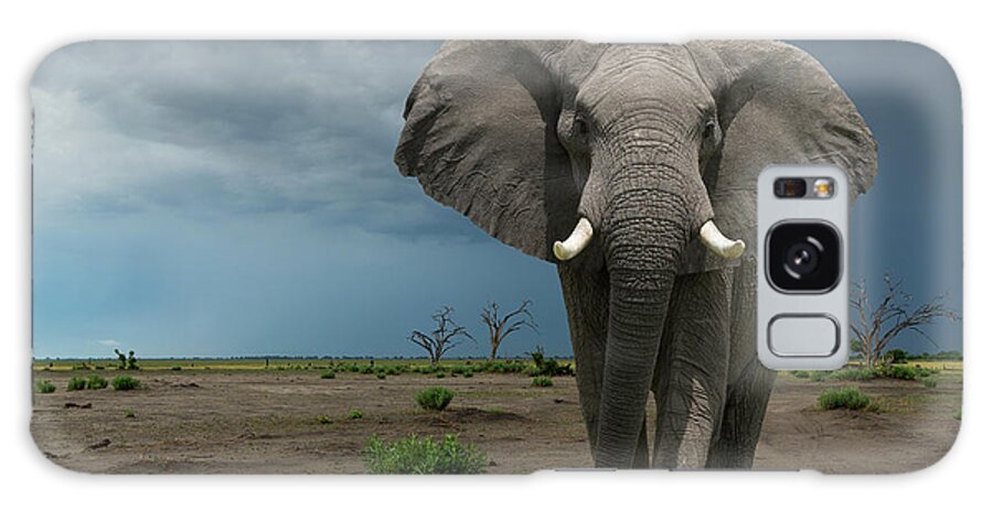 Botswana Galaxy Case featuring the photograph Threatening Elephant Loxodonta Africana by Buena Vista Images