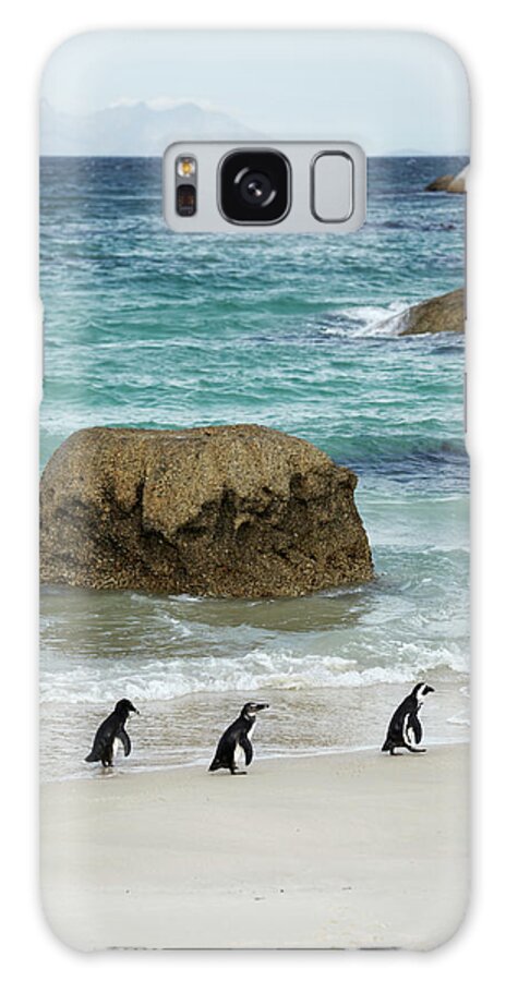 In A Row Galaxy Case featuring the photograph Three Gentoo Penguins On Beach by Johner Images