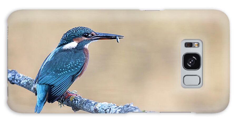 Kingfisher Galaxy Case featuring the photograph Time to eat by Hernan Bua
