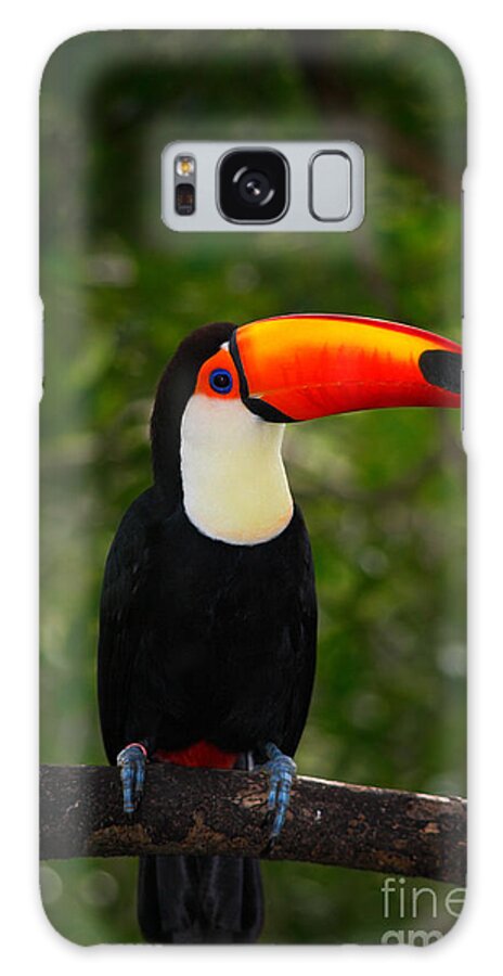Feather Galaxy Case featuring the photograph Toco Toucan Big Bird With Orange Bill by Ondrej Prosicky