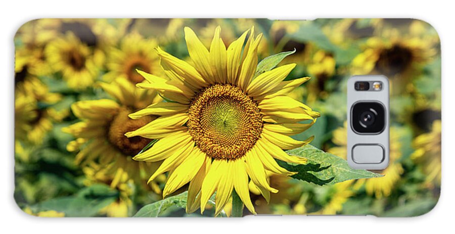Sunflower Galaxy Case featuring the photograph Tournesol Sunflower by Rose Guinther