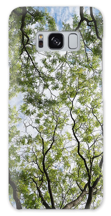 Tree Galaxy Case featuring the photograph Tree Canopy by Liz Albro