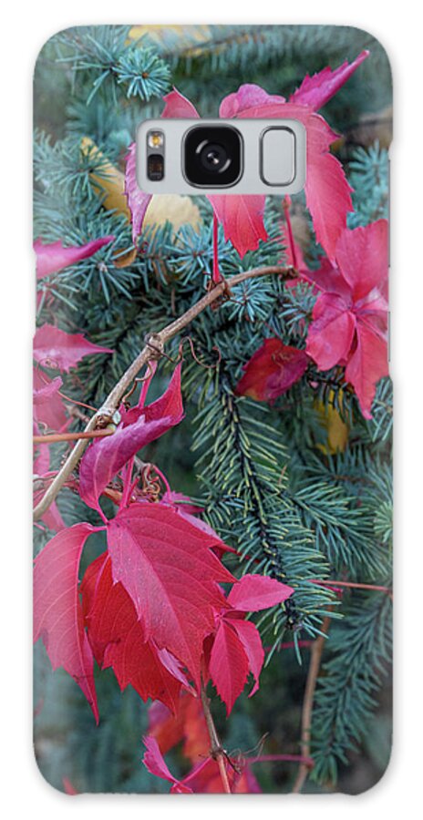 Fall Colors Galaxy Case featuring the photograph Tri-Colored by Aaron Burrows