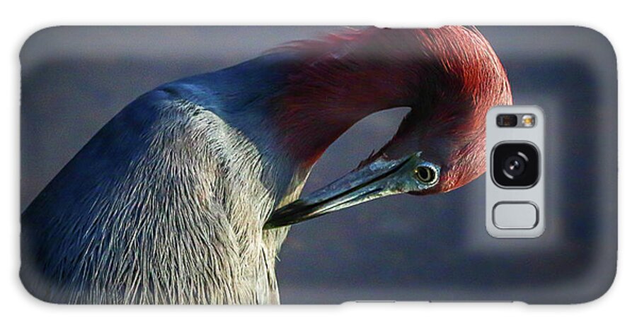 Heron Galaxy S8 Case featuring the photograph Tricolor Preening by Tom Claud