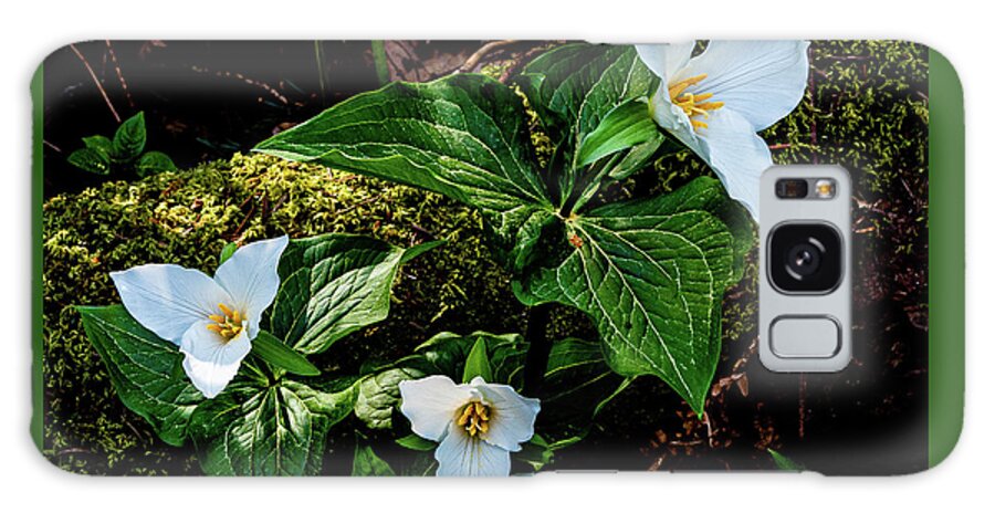 Flowers Galaxy Case featuring the photograph Trillium Three by Claude Dalley