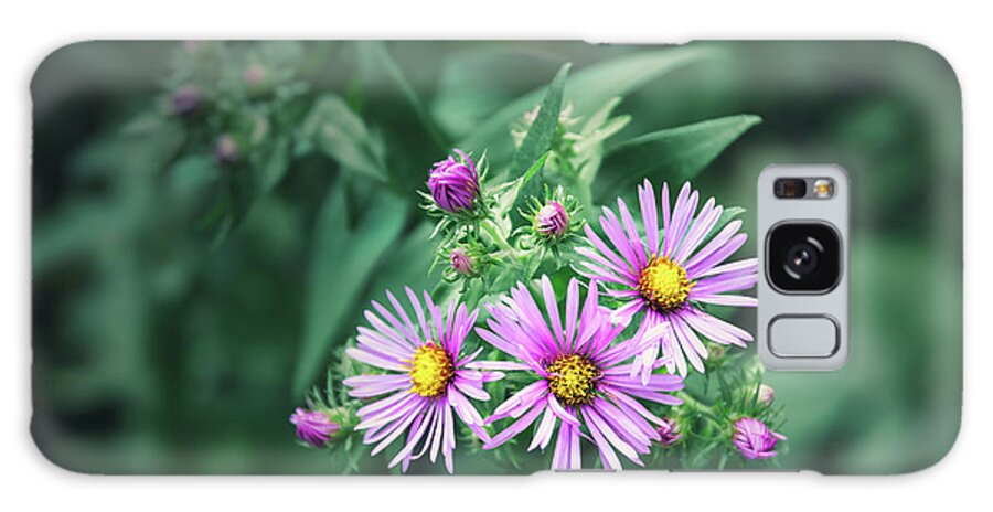 New England Aster Galaxy Case featuring the photograph Trio of New England Aster Blooms by Scott Norris