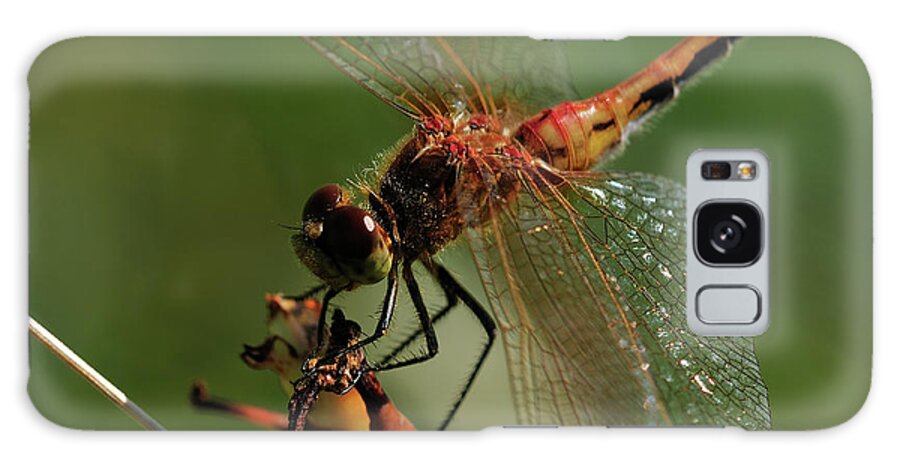 Dragonflies Galaxy Case featuring the photograph Trsp 2011 024 by Gordon Semmens