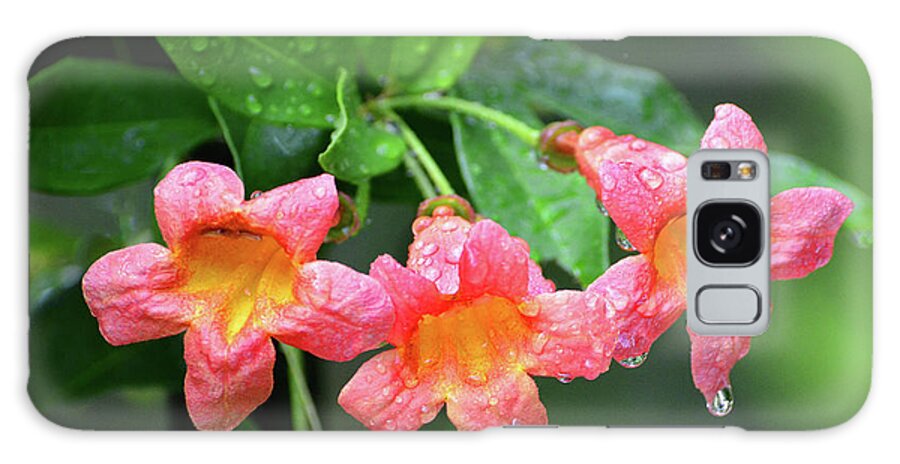 Trumpet Vine Galaxy Case featuring the photograph Trumpet Vine Flowers by Jerry Griffin