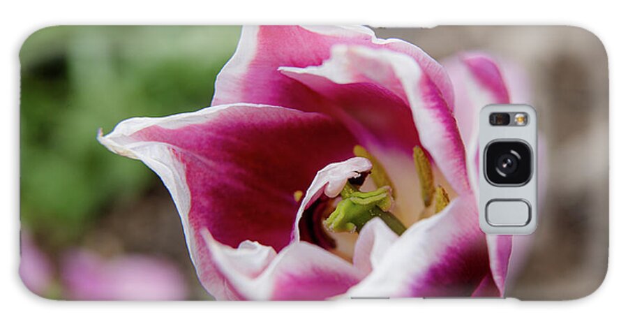 Flowers Galaxy Case featuring the photograph Tulip 1 by Fred DeSousa