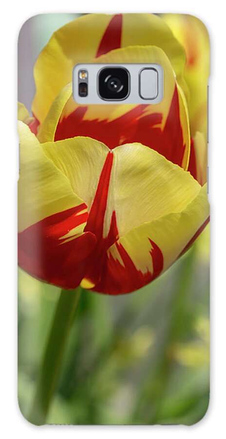 Tulips Galaxy Case featuring the photograph Tulip World Expression by Dawn Cavalieri