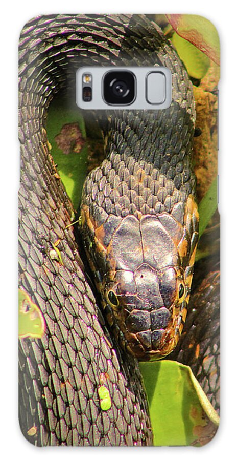 Snake Galaxy Case featuring the photograph Turn Me Right Round by Michael Allard