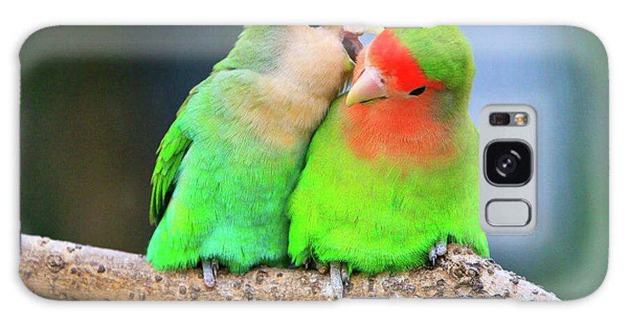 Togetherness Galaxy Case featuring the photograph Two Peace-faced Lovebird by Feng Wei Photography
