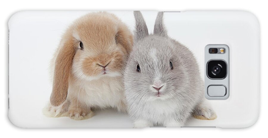 Pets Galaxy Case featuring the photograph Two Rabbits.netherland Dwarf And by Yasuhide Fumoto