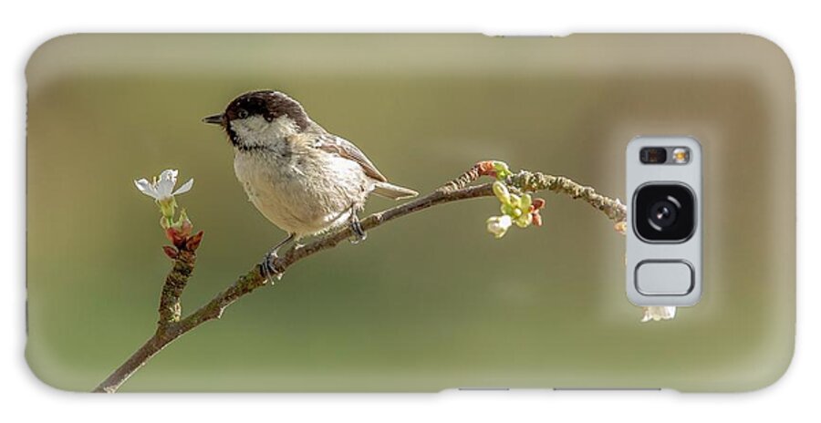 Animal Galaxy Case featuring the photograph Uk, Norfolk, Coal Tit (parus Aer) by Sarah Darnell