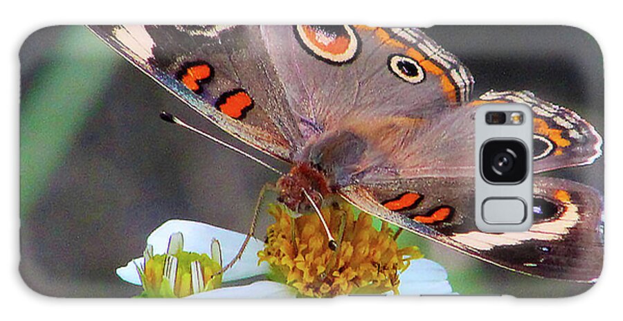 Butterfly Galaxy Case featuring the photograph Uncommon Buckeye by Michael Allard