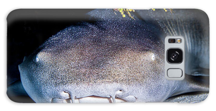 Cozumel Galaxy Case featuring the photograph Up-close Front View Of A Nurse Shark by Beth Watson