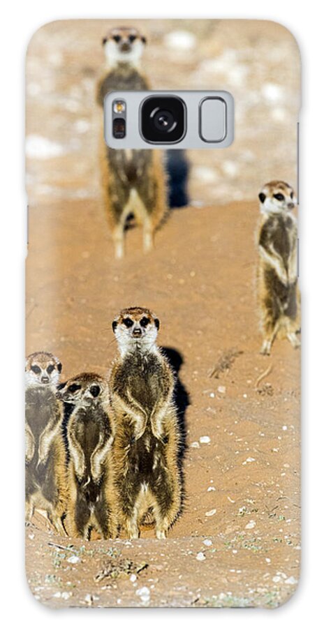 Photography Galaxy Case featuring the photograph View Of Standing Meerkats Suricata by Panoramic Images