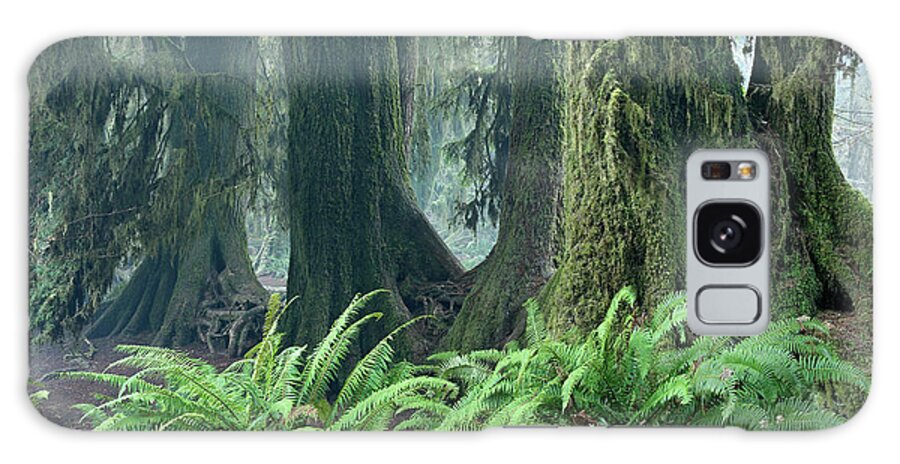 Washington Olympic Galaxy Case featuring the painting Washington Olympic Np Foggy Ferns 11-14 9960 by Mike Jones Photo