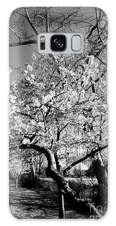 Cherry Blossoms Galaxy Case featuring the photograph Washington Springtime No.1 by Steve Ember