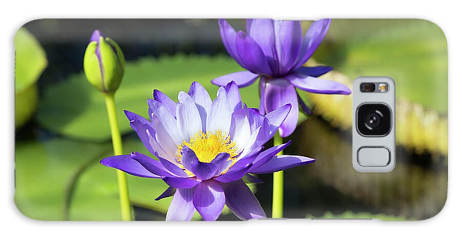 Water Lily Galaxy Case featuring the photograph Water Lily (nymphaea Kews Stowaway Blue) by Daniel Sambraus/science Photo Library