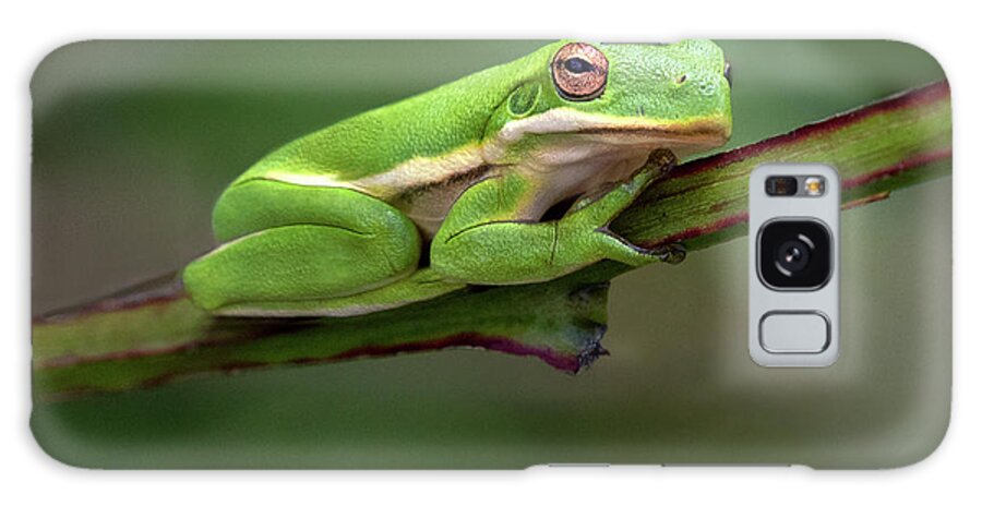 Frog Galaxy Case featuring the photograph Whats Up by Art Cole