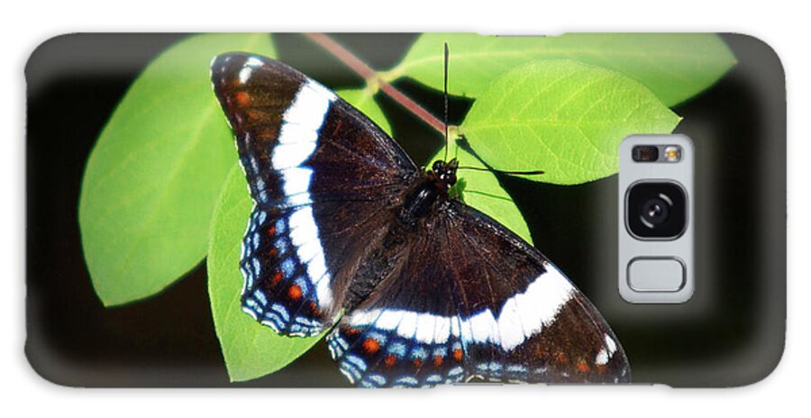 Butterfly Galaxy Case featuring the photograph White Admiral Butterfly by Christina Rollo